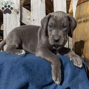 Blue Moon, Great Dane Puppy